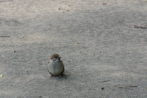 スズメの幼鳥