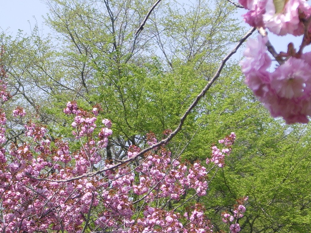 八重桜