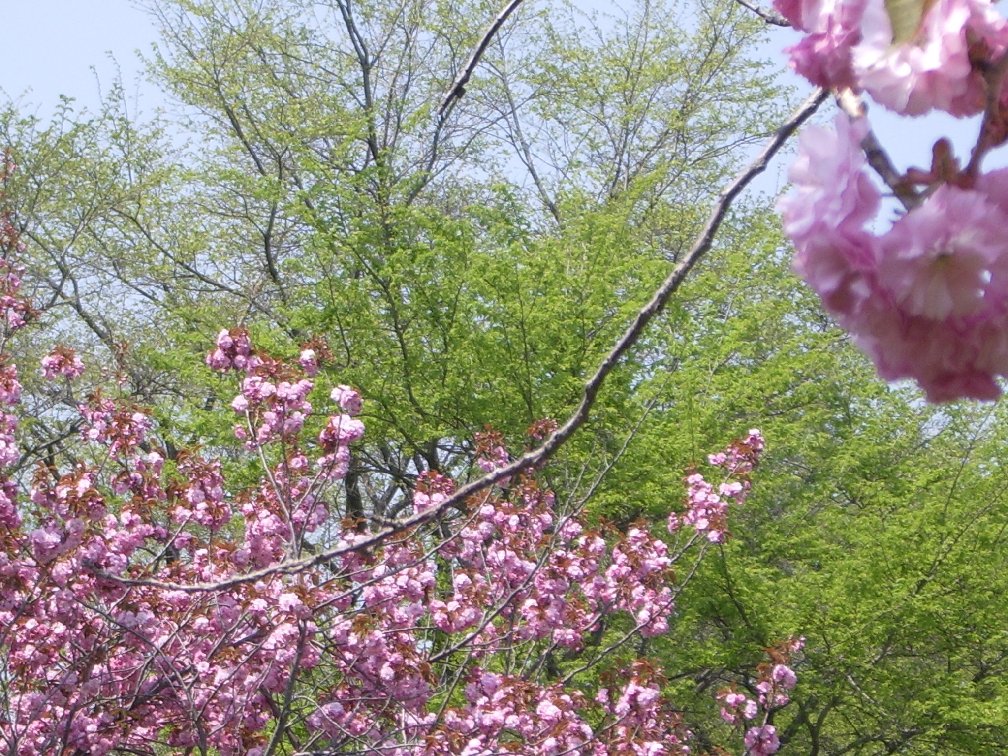 八重桜