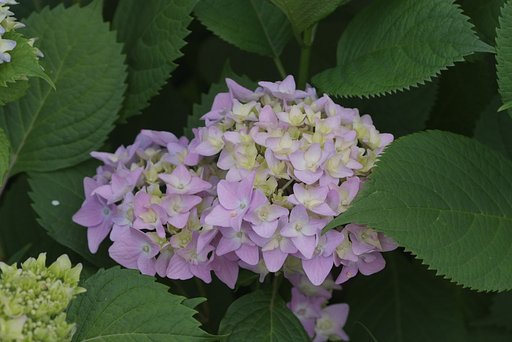 紫陽花始めました