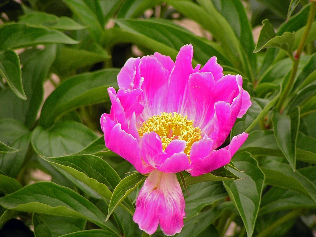 芍薬
