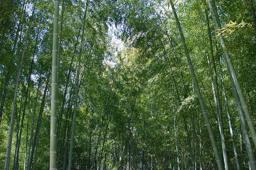 竹林