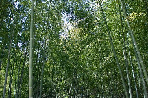 竹林