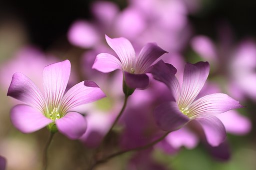 木漏れ日に咲く