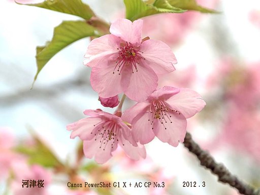 河津桜　接写