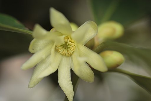 櫁の花