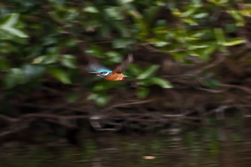 飛・カワセミ