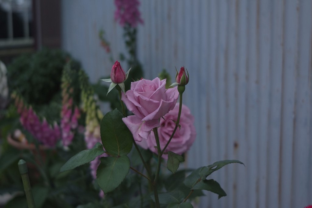 背景が良くないですが
