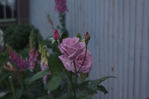 背景が良くないですが