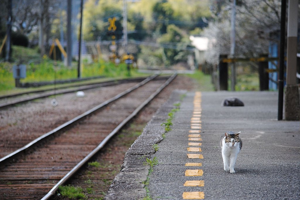 駅ネコ