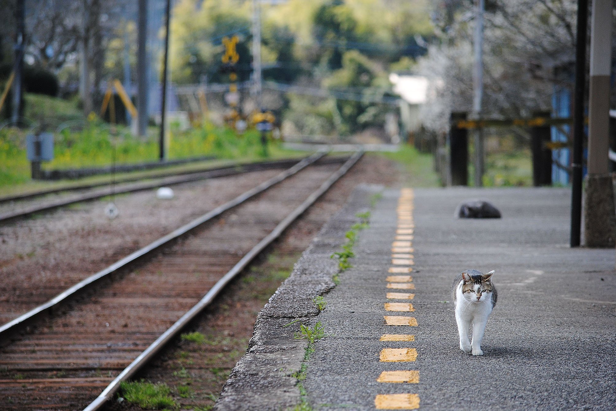 駅ネコ