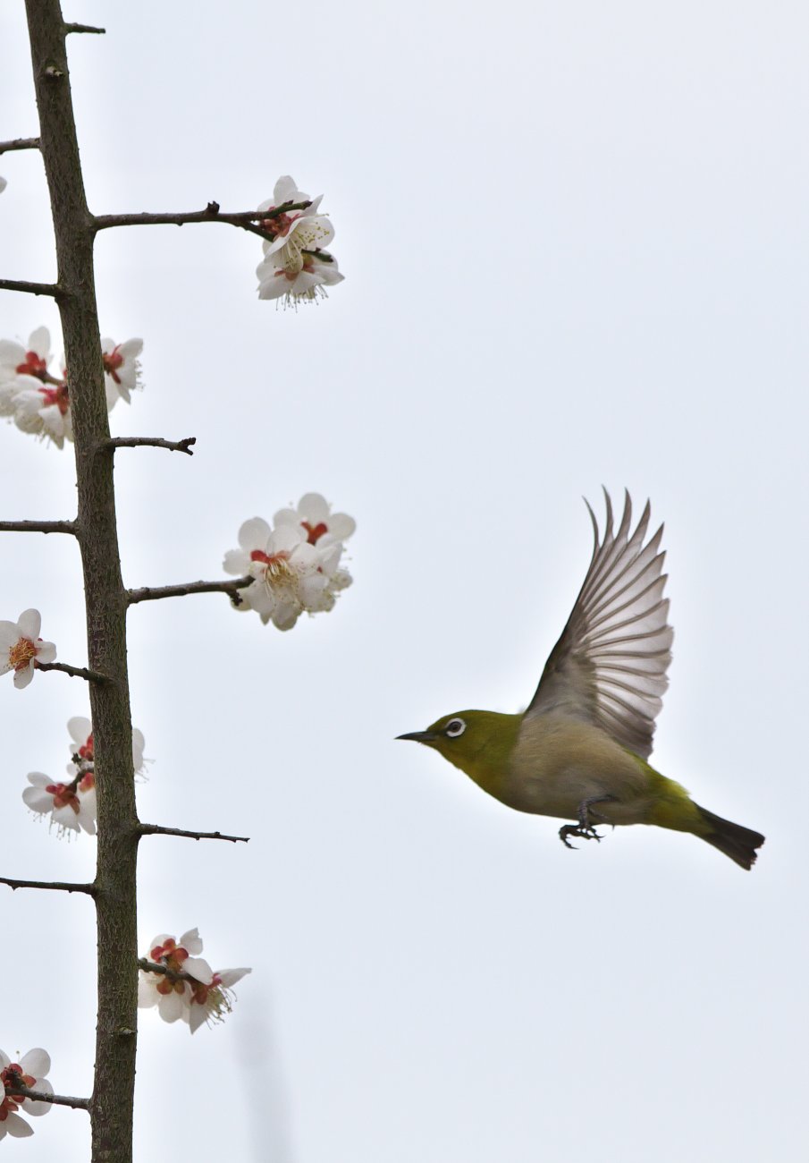 メジロ飛翔