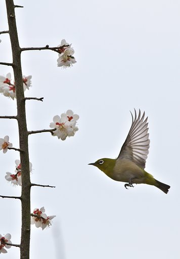 メジロ飛翔