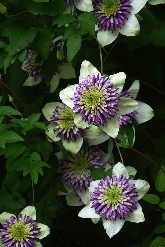 §　はてなの花　§