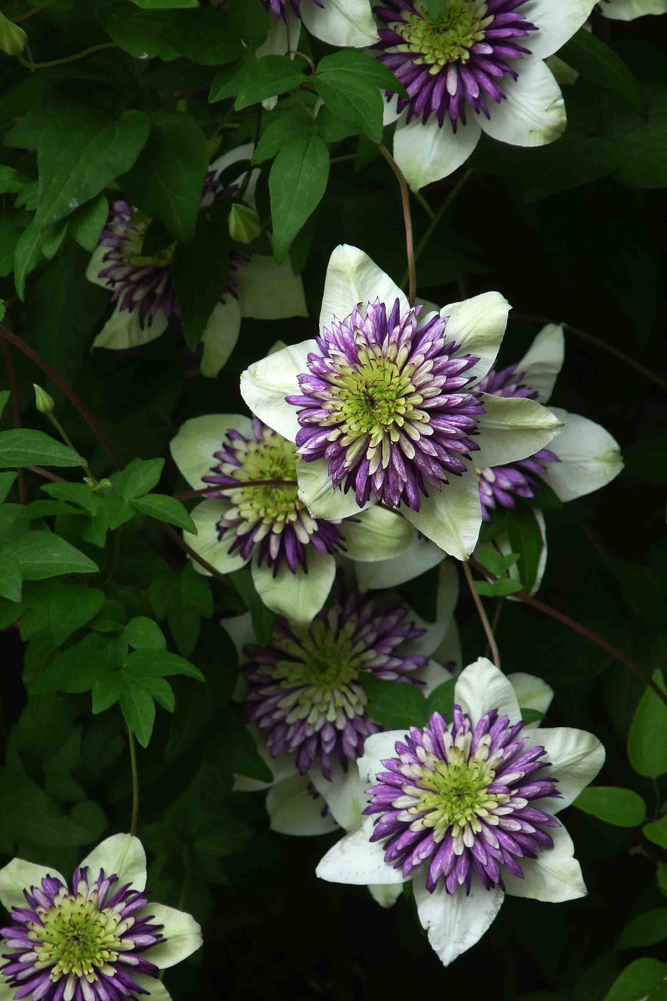 §　はてなの花　§