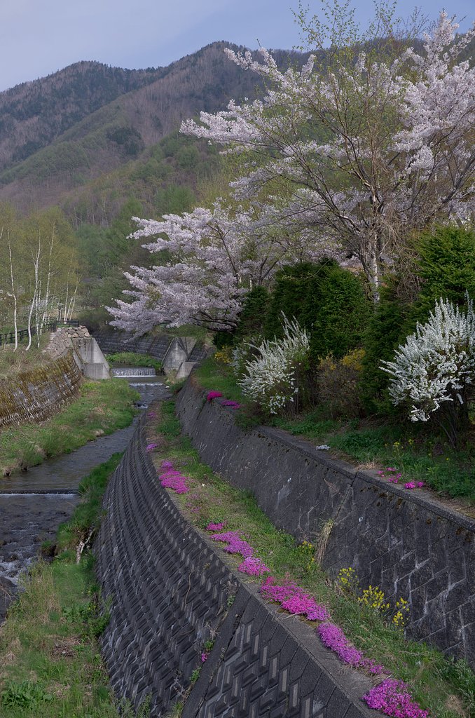 えっ？まだ桜？