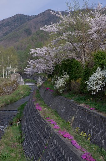 えっ？まだ桜？