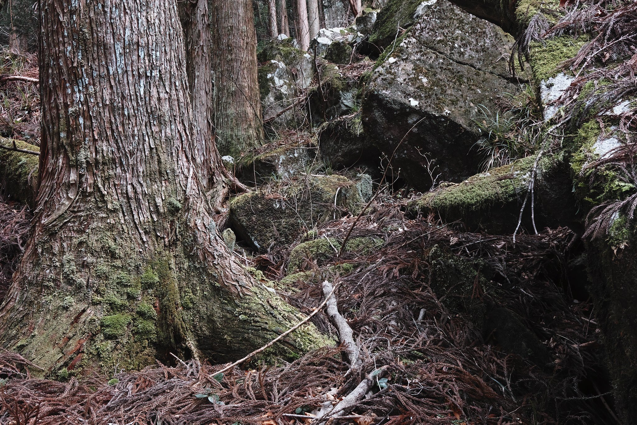 NikonD800の幻影を消す