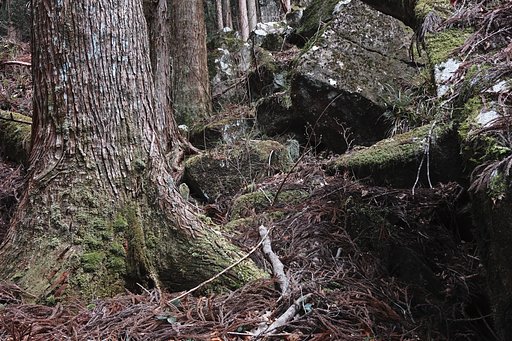 NikonD800の幻影を消す
