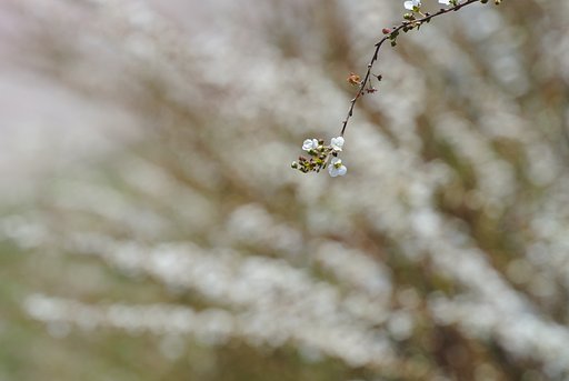 ユキヤナギ