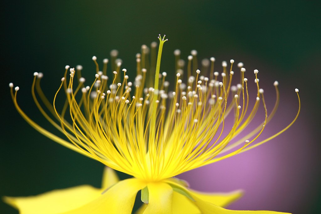 純金の花