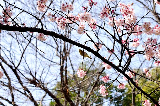 桜