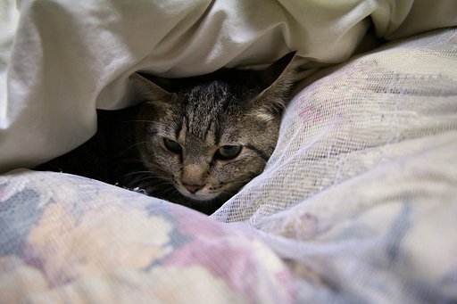 避難先は