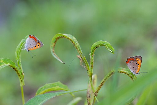 ベニシジミアベック？とバッタ？イナゴ？。