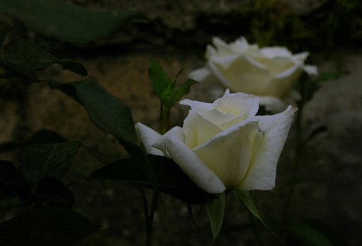 2月13日の写真