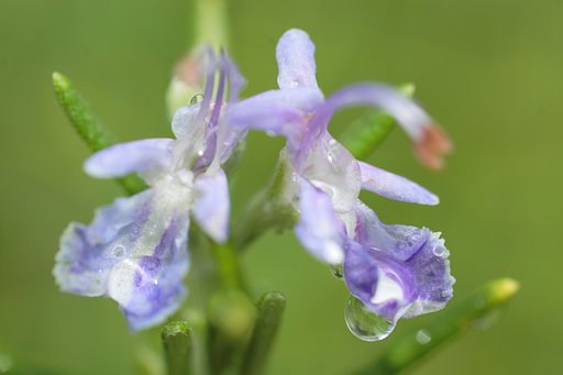 Rosemary（ローズマリー）