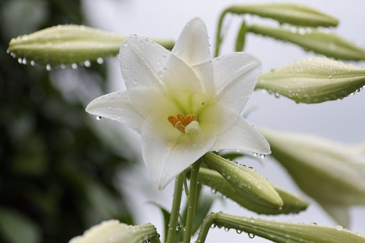 雨上がりの百合