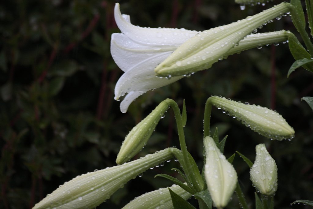 雨中の百合
