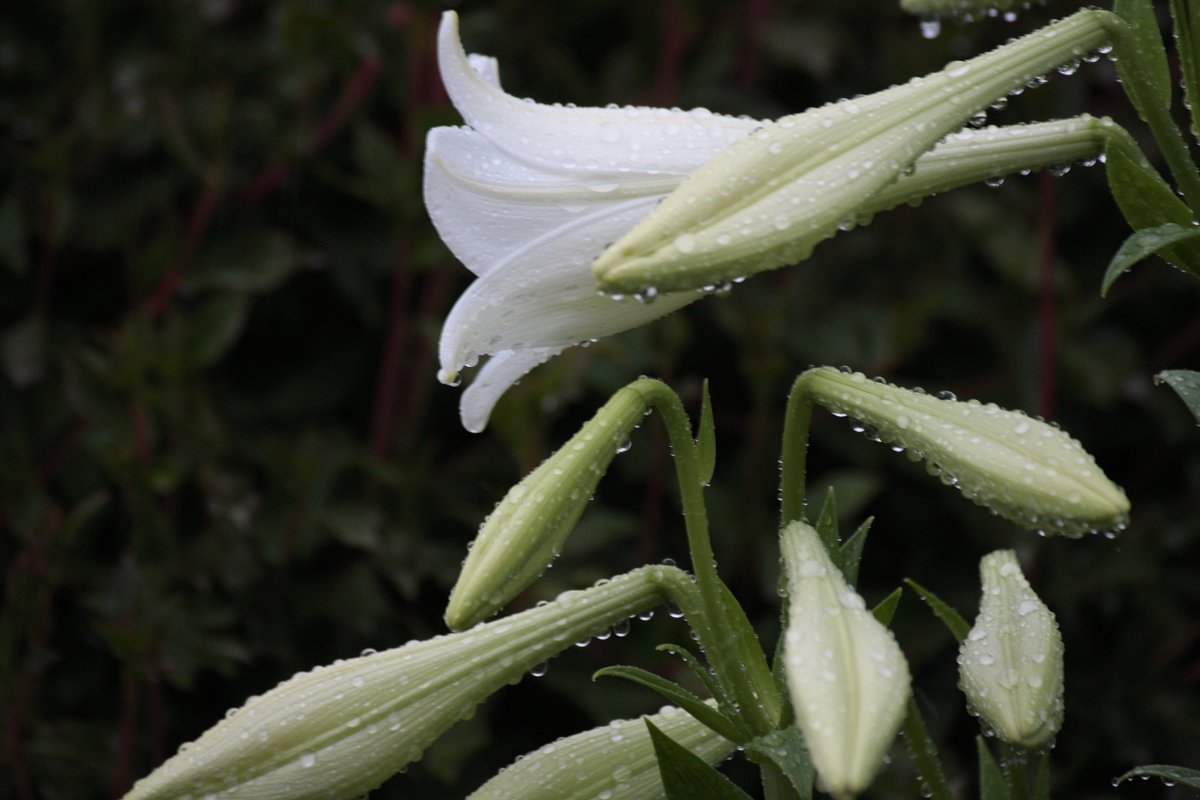 雨中の百合