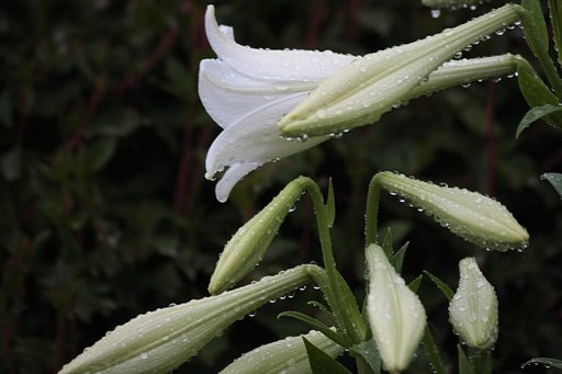 雨中の百合