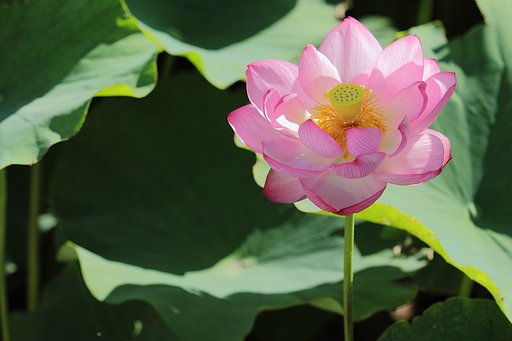美・花蓮