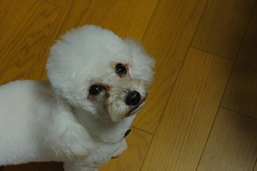 わんわん