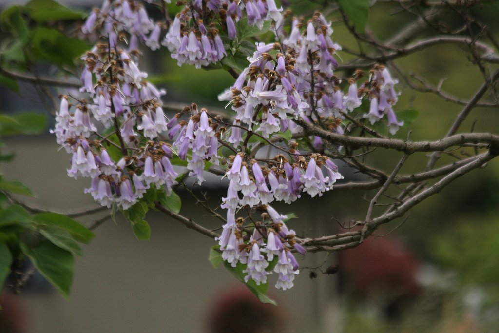 巨木の花−２
