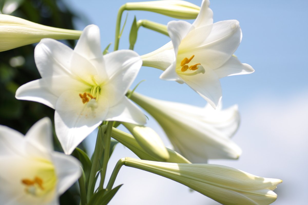 夏