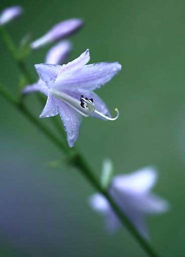 雨上がりに