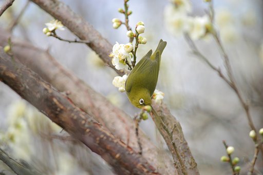 白梅にメジロちゃん♪