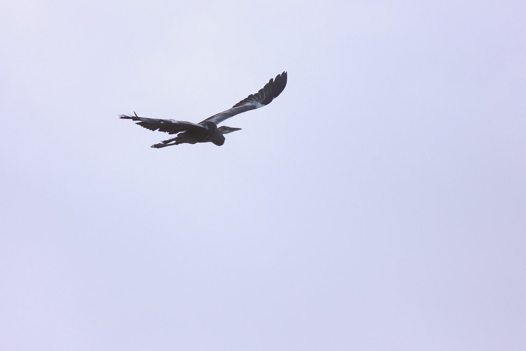 空のアオサギ