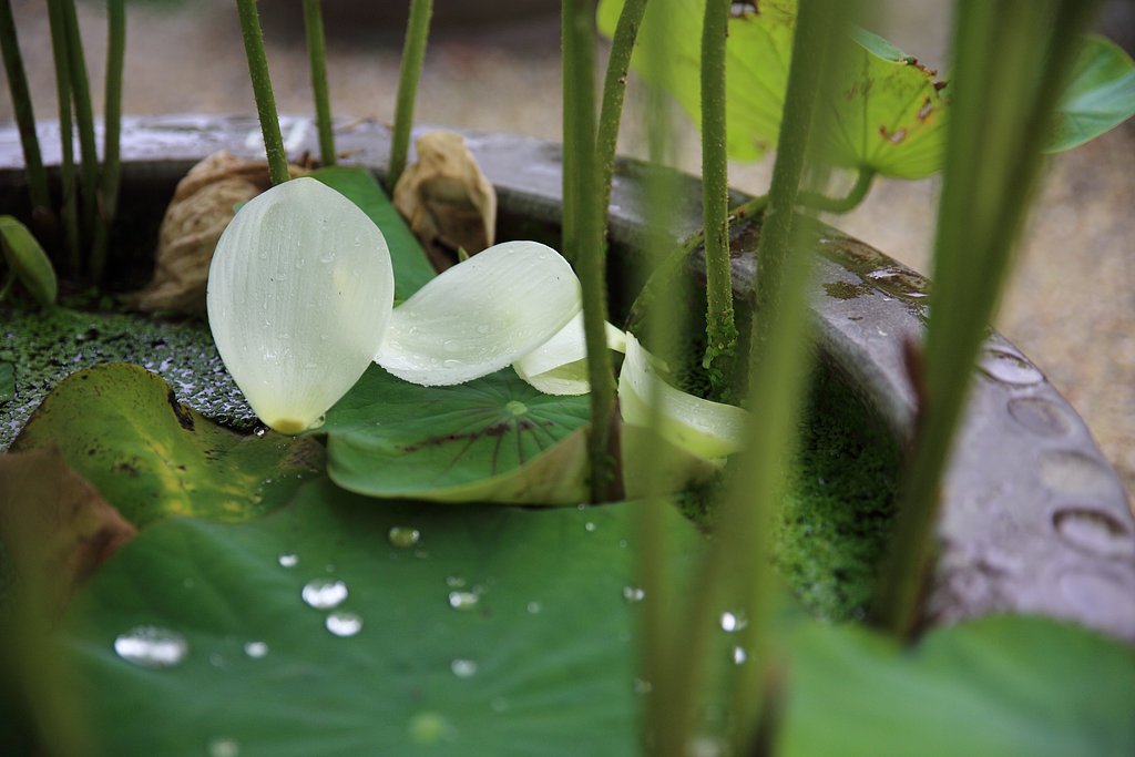 鉢植えの蓮