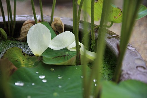 鉢植えの蓮