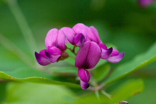 ハギの花。　