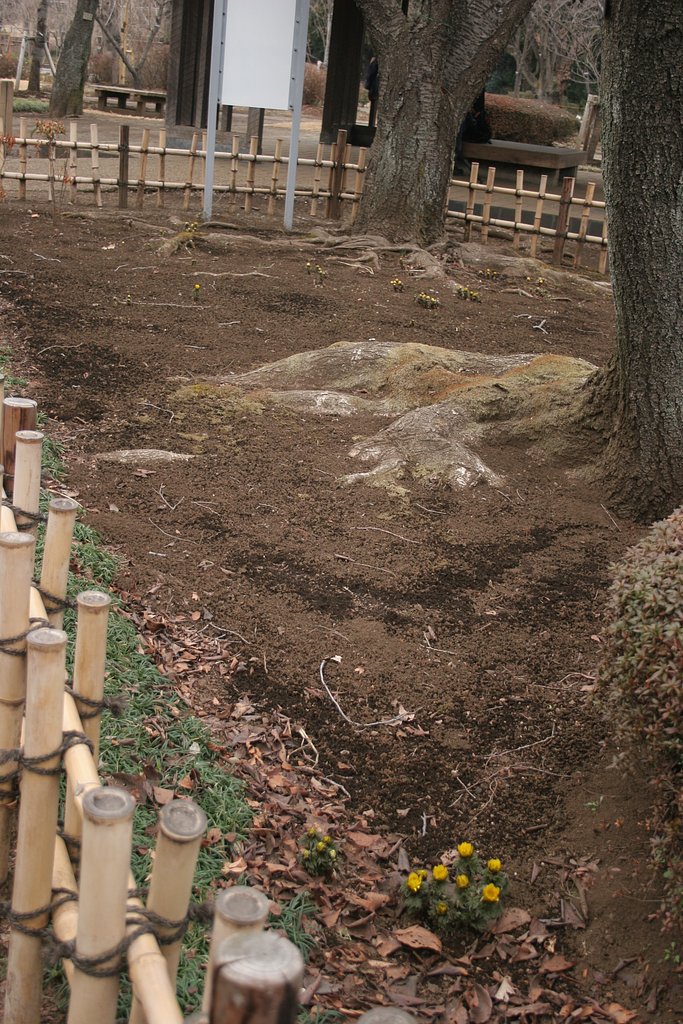 神代植物公園の福寿草（2/19)
