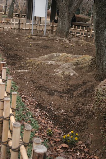 神代植物公園の福寿草（2/19)
