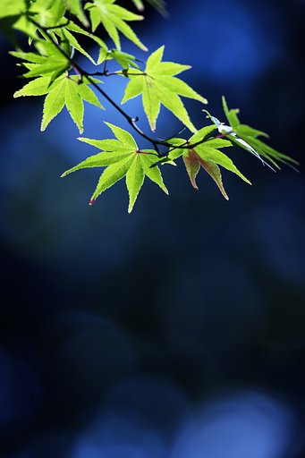 紅葉は、まだみたいです(-_-;)