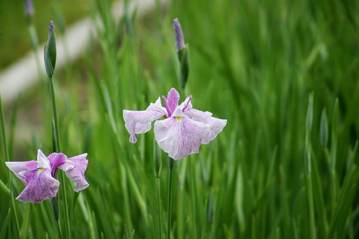 花ショウブ
