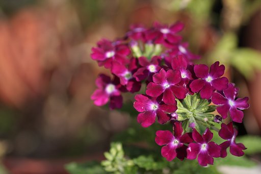 花手毬