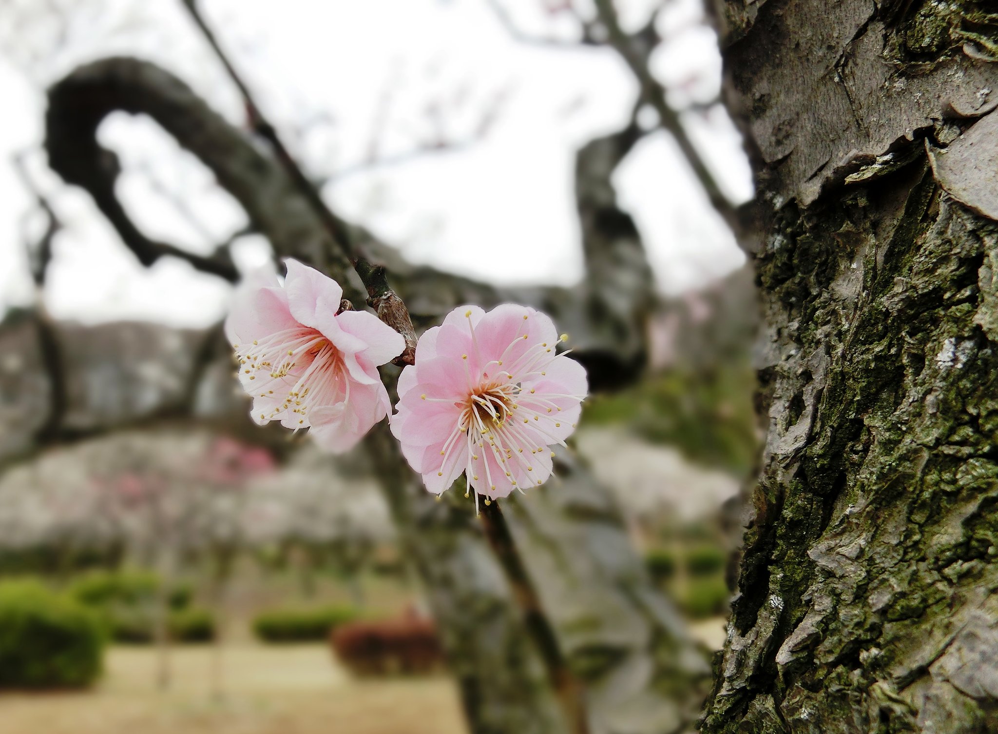 今が見頃　梅の花（背景ぼかし）